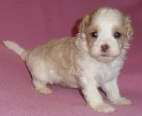 Pumpkin, a female Shihpoo for sale in Butler, OH – 8 of 10