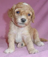 Lucy, a female Cockapoo for sale in Butler, OH – 5 of 5