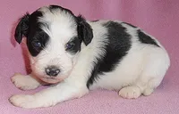 Roxie, a female Schnoodle for sale in Butler, OH – 3 of 6
