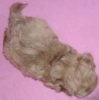 Winnie, a female Shihpoo for sale in Butler, OH – 4 of 6