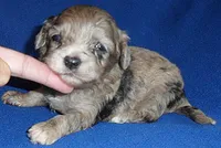 Muffin, a male Shihpoo for sale in Butler, OH – 3 of 8