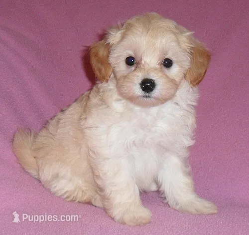 Gidget – Shihpoo puppy for sale in Butler, OH
