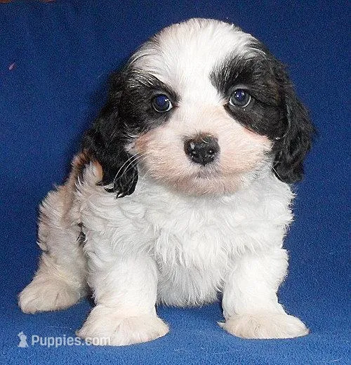 Opie – Shihpoo puppy for sale in Butler, OH