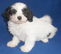Opie, a male Shihpoo for sale in Butler, OH – Photo 4 of 6