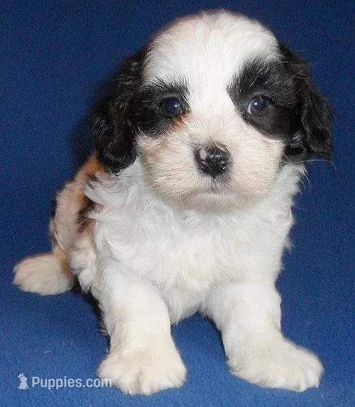 Opie – Shihpoo puppy for sale in Butler, OH