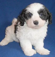 Opie, a male Shihpoo for sale in Butler, OH – Photo 5 of 6