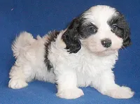 Opie, a male Shihpoo for sale in Butler, OH – Photo 2 of 6