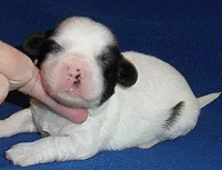 Opie, a male Shihpoo for sale in Butler, OH – Photo 1 of 6