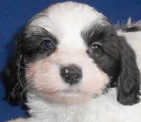Opie, a male Shihpoo for sale in Butler, OH – Photo 3 of 6