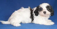 Opie, a male Shihpoo for sale in Butler, OH – Photo 6 of 6