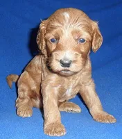 Reggie, a male Cockapoo for sale in Butler, OH – 8 of 9