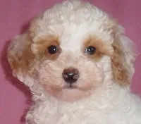 Lola, a female Poodle - Miniature  for sale in Butler, OH – 4 of 6