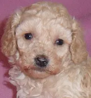 Daisy, a female Poodle - Miniature  for sale in Butler, OH – 5 of 6