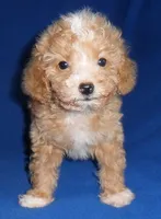 Peanut, a male Poodle - Miniature  for sale in Butler, OH – 9 of 9
