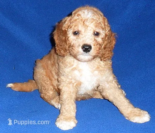 Teddy – Cockapoo puppy for sale in Butler, OH
