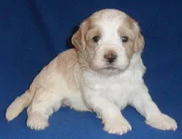 Benji, a male Shihpoo for sale in Butler, OH – 7 of 8