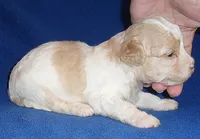 Milo, a male Shihpoo for sale in Butler, OH – 8 of 9