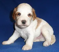 Ollie, a male Cockapoo for sale in Butler, OH – 6 of 6