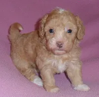 Lilly, a female Poodle - Miniature  for sale in Butler, OH – 6 of 6