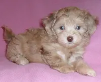 Winnie, a female Shihpoo for sale in Butler, OH – 3 of 6