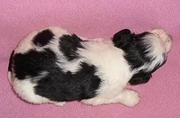 Roxie, a female Schnoodle for sale in Butler, OH – 4 of 6