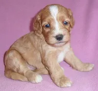Molly, a female Cockapoo for sale in Butler, OH – 3 of 7