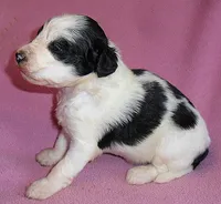 Roxie, a female Schnoodle for sale in Butler, OH – 6 of 6