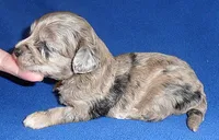 Muffin, a male Shihpoo for sale in Butler, OH – 4 of 8