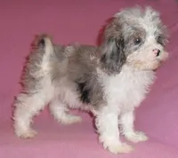 Katie, a female Cockapoo for sale in Butler, OH – Photo 7 of 7