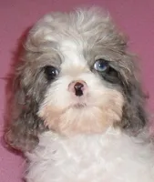 Katie, a female Cockapoo for sale in Butler, OH – Photo 3 of 7