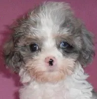 Katie, a female Cockapoo for sale in Butler, OH – Photo 5 of 6