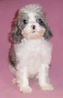 Katie, a female Cockapoo for sale in Butler, OH – Photo 6 of 7