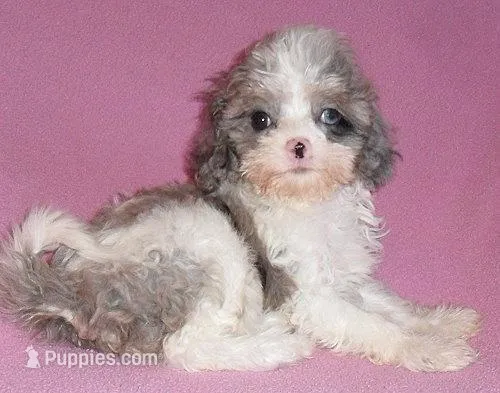 Katie – Cockapoo puppy for sale in Butler, OH