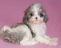 Katie, a female Cockapoo for sale in Butler, OH – Photo 1 of 6