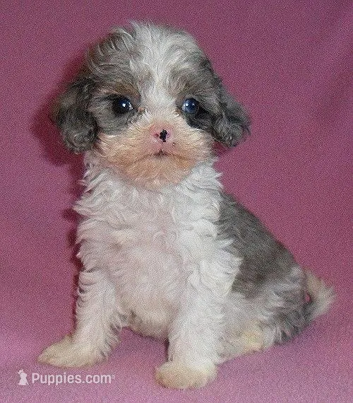 Katie – Cockapoo puppy for sale in Butler, OH
