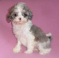 Katie, a female Cockapoo for sale in Butler, OH – Photo 2 of 6