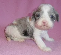 Katie, a female Cockapoo for sale in Butler, OH – Photo 4 of 5