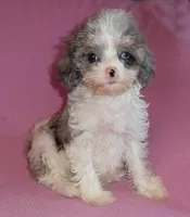 Katie, a female Cockapoo for sale in Butler, OH – Photo 6 of 6