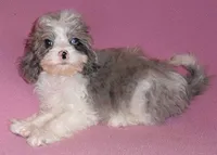 Katie, a female Cockapoo for sale in Butler, OH – Photo 2 of 7