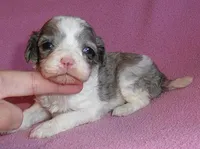 Katie, a female Cockapoo for sale in Butler, OH – Photo 1 of 5