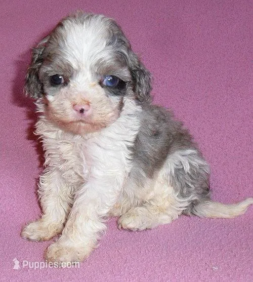 Katie – Cockapoo puppy for sale in Butler, OH