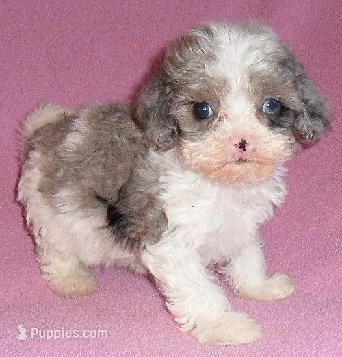 Katie – Cockapoo puppy for sale in Butler, OH