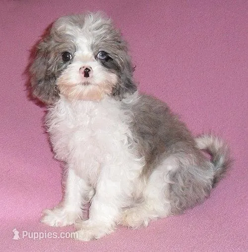 Katie – Cockapoo puppy for sale in Butler, OH