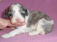 Katie, a female Cockapoo for sale in Butler, OH – Photo 3 of 5