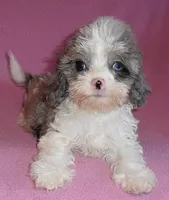 Katie, a female Cockapoo for sale in Butler, OH – Photo 4 of 6