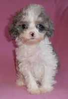 Katie, a female Cockapoo for sale in Butler, OH – Photo 3 of 6