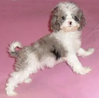 Katie, a female Cockapoo for sale in Butler, OH – Photo 5 of 7