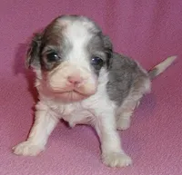 Katie, a female Cockapoo for sale in Butler, OH – Photo 2 of 5