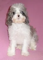 Katie, a female Cockapoo for sale in Butler, OH – Photo 4 of 7