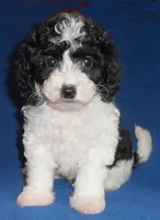 Snoopy, a male Shihpoo for sale in Butler, OH – 3 of 7